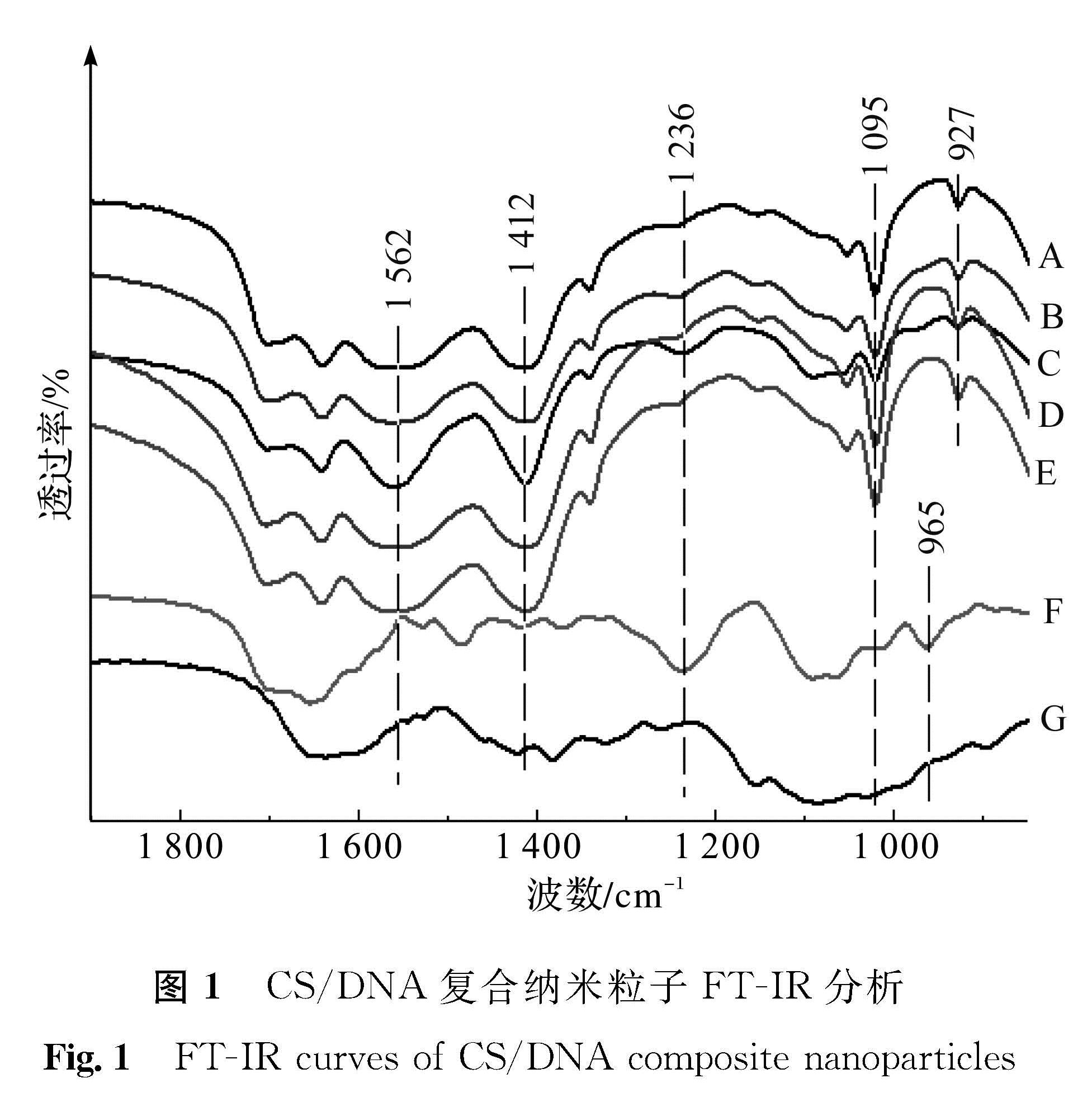 图1 CS/DNA复合纳米粒子FT-IR分析<br/>Fig.1 FT-IR curves of CS/DNA composite nanoparticles