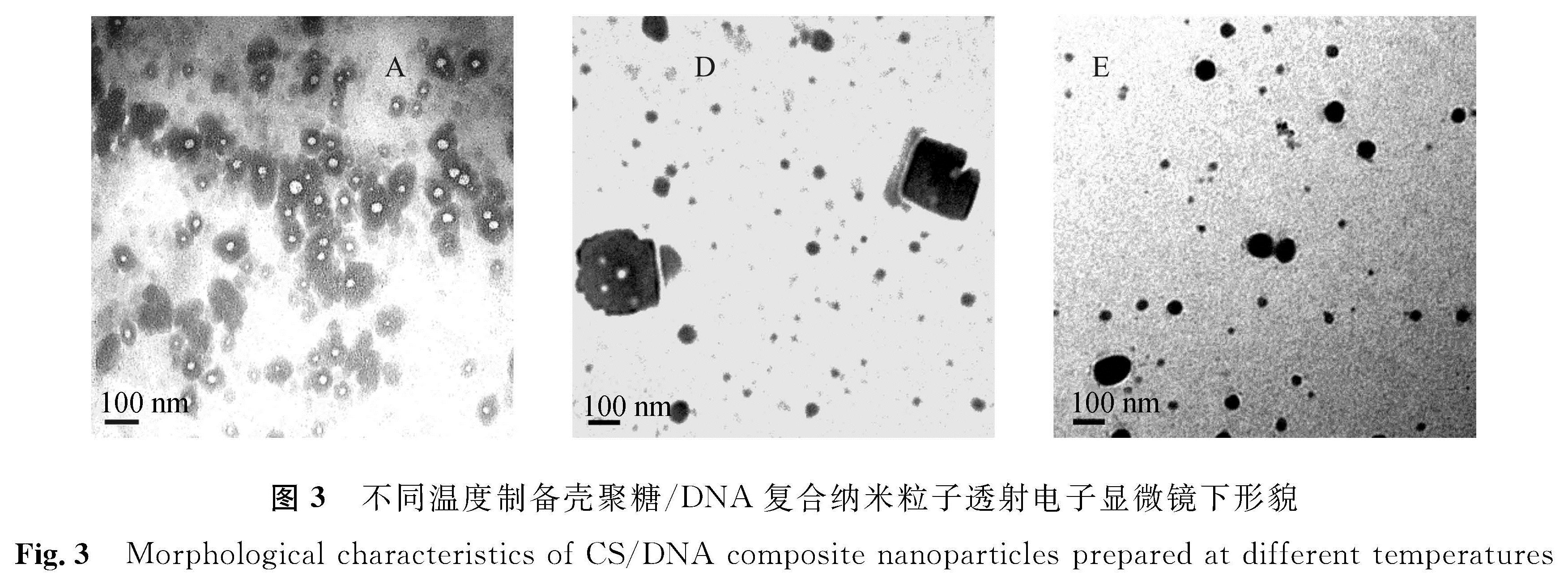 图3 不同温度制备壳聚糖/DNA复合纳米粒子透射电子显微镜下形貌<br/>Fig.3 Morphological characteristics of CS/DNA composite nanoparticles prepared at different temperatures