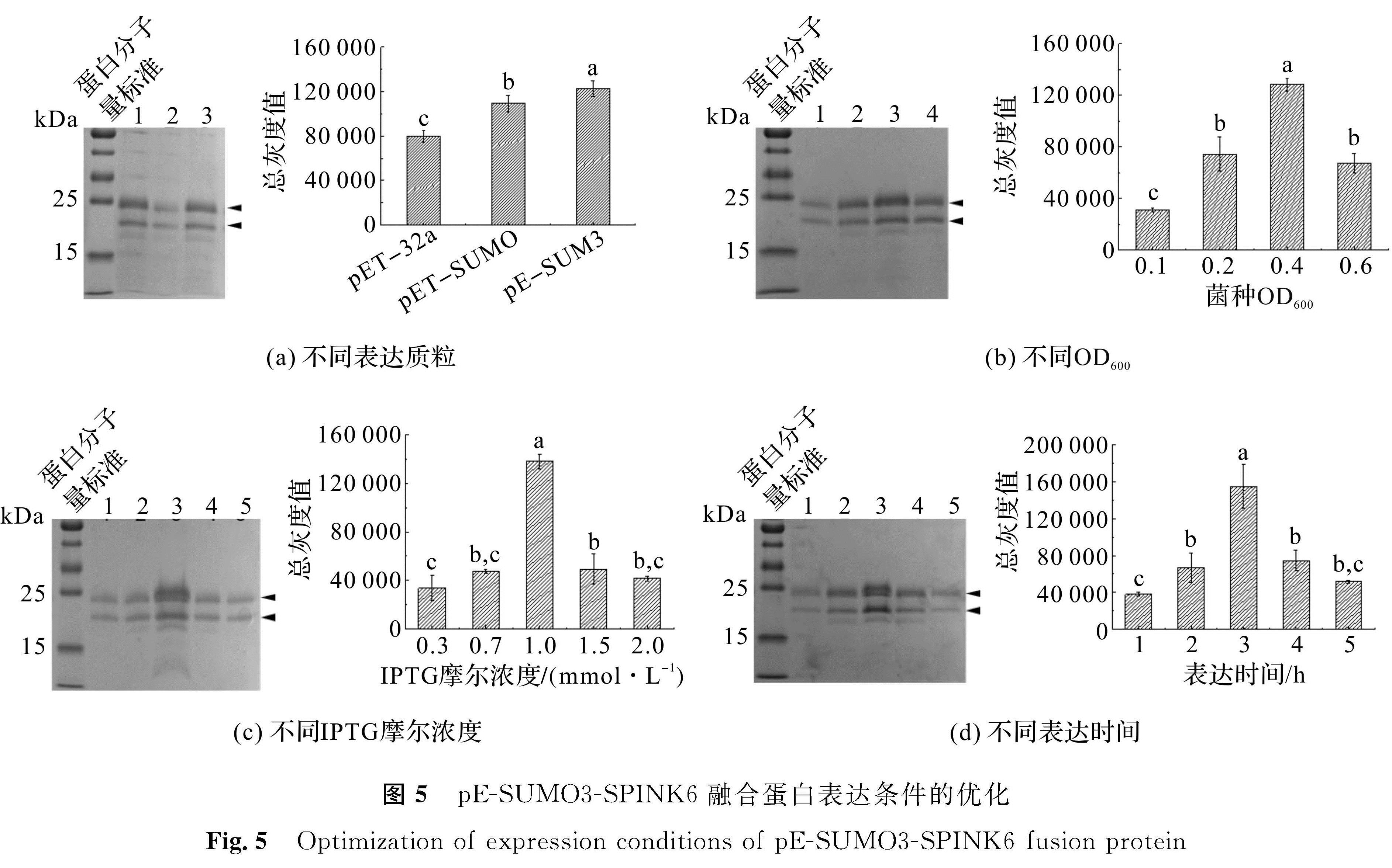 图5 pE-SUMO3-SPINK6融合蛋白表达条件的优化<br/>Fig.5 Optimization of expression conditions of pE-SUMO3-SPINK6 fusion protein