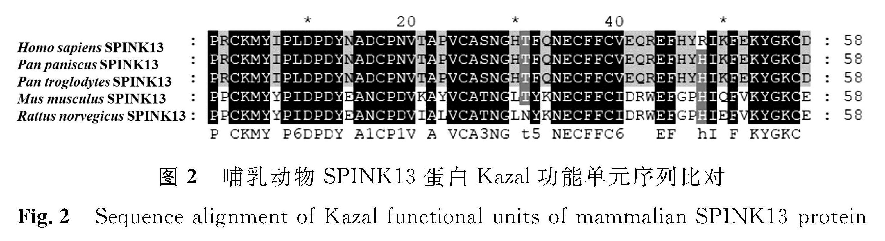 图2 哺乳动物SPINK13蛋白Kazal功能单元序列比对<br/>Fig.2 Sequence alignment of Kazal functional units of mammalian SPINK13 protein
