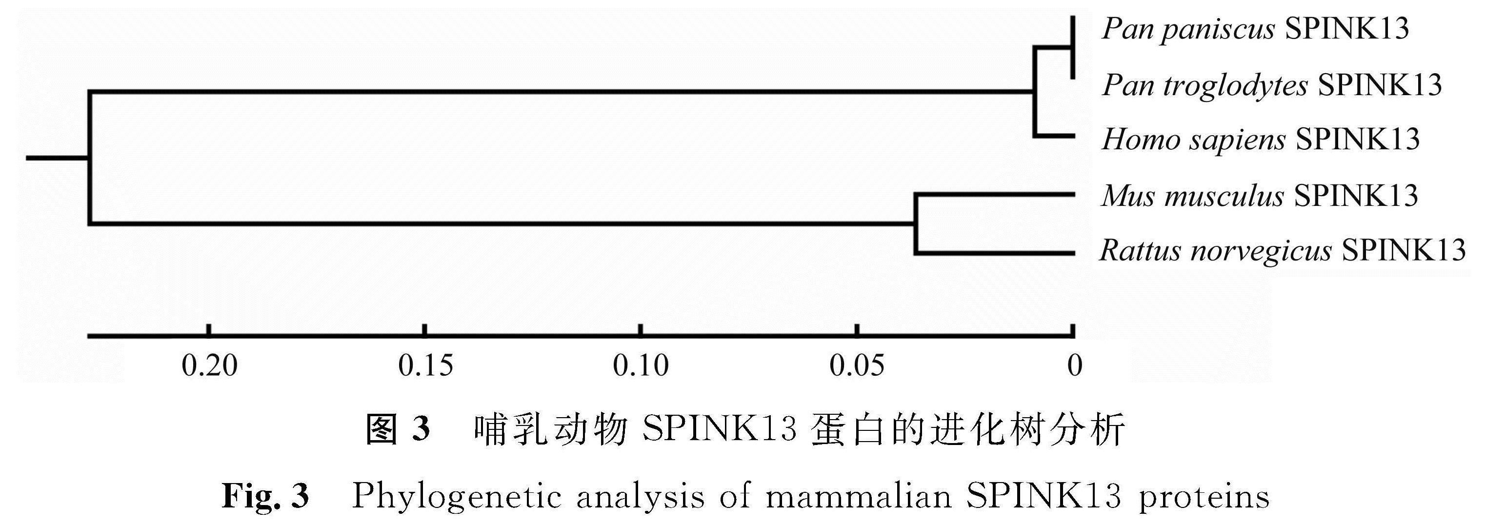 图3 哺乳动物SPINK13蛋白的进化树分析<br/>Fig.3 Phylogenetic analysis of mammalian SPINK13 proteins